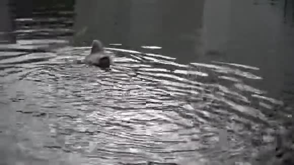 美丽的非洲企鹅蜘蛛在动物园的游泳池里游泳视频的预览图