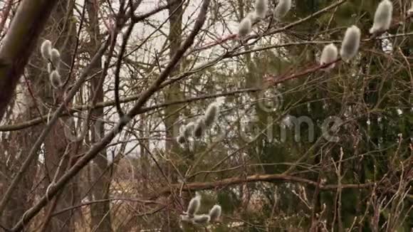 剪刀近柳树枝视频的预览图