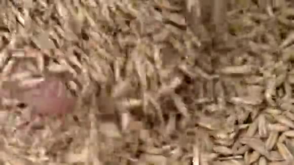 谷物燕麦掌握在农民手中视频的预览图