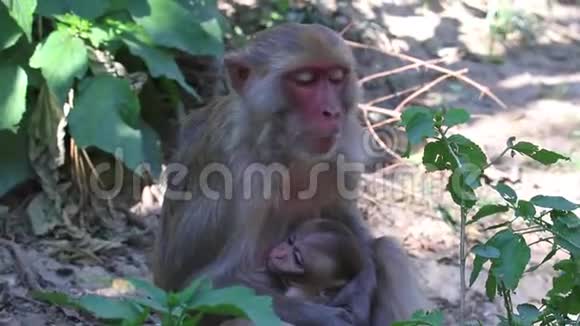 猴子哺乳视频的预览图