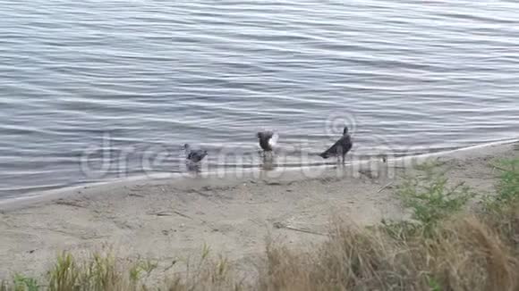 一群鸽子在河岸上啄面包视频的预览图
