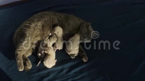 新生小猫为妈妈牛奶而战从上面看视频的预览图