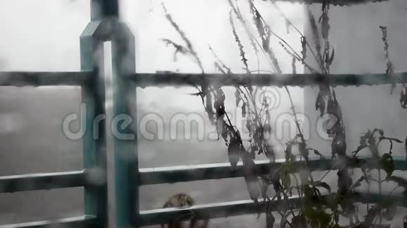 大雨时从阳台栏杆上滴下的水滴射穿了浑浊的玻璃忧郁视频的预览图