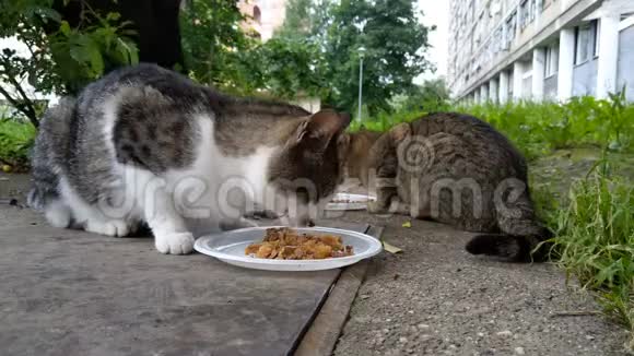 街猫吃早餐视频的预览图