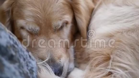 金毛猎犬正睡在一块大石头附近有时它会睁开眼睛视频的预览图