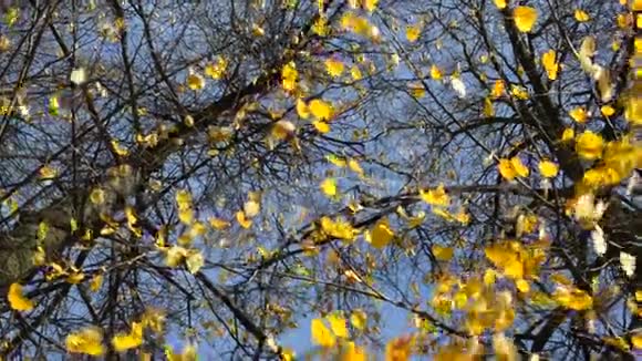 秋天风动树叶树枝上的金色叶子落叶视频的预览图