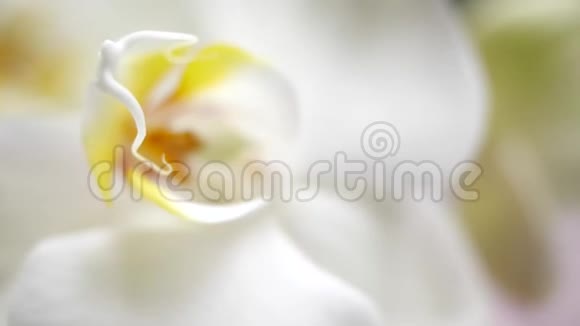 美丽的兰花杵一朵美丽的白花很近宅菌群绽放兰花特写美丽美丽视频的预览图