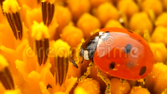 瓢虫坐在黄色的向日葵上视频的预览图
