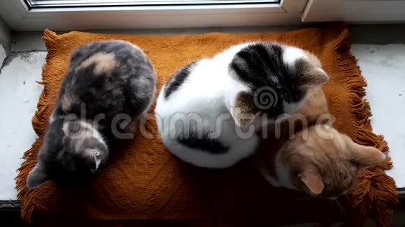 三只小猫正躺在一个有温暖毯子的旧窗台上视频的预览图