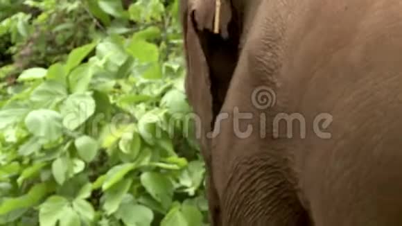 一头大象站在水流中视频的预览图