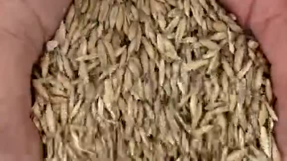 谷物燕麦掌握在农民手中视频的预览图