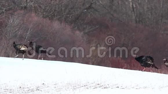 野土耳其梅勒格里斯驰骋成群结队地在雪地里视频的预览图