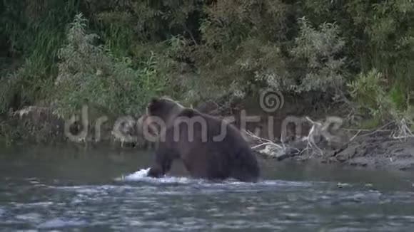 棕熊在河上散步四处寻找食物红鱼在产卵期间视频的预览图