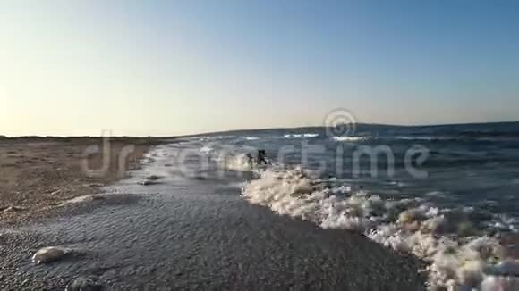 一只黑色的小狗沿着海边的沙滩奔跑在一个夏天的傍晚欢快地跳进巨浪中视频的预览图