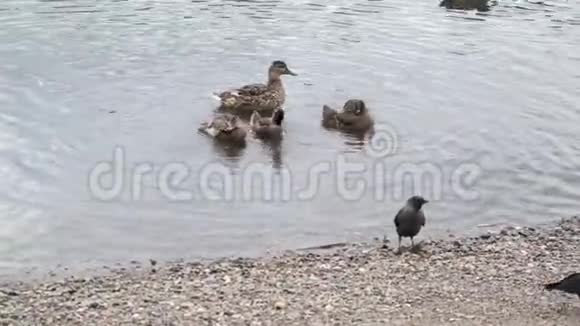 鸭子和小鸭子漂浮在河上视频的预览图
