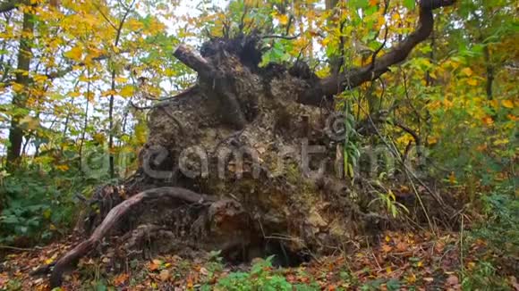 秋天森林中一棵倒下的树的根视频的预览图
