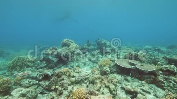 水下海景珊瑚和鱼类迷人的景色视频的预览图