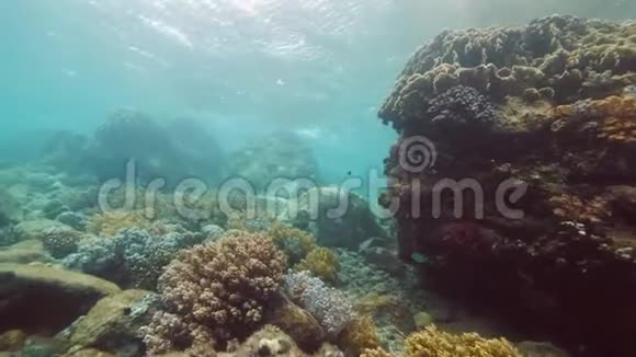 水下充满珊瑚和鱼的美丽珊瑚礁视频的预览图