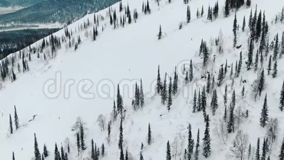 游客在白色的大跑道上滑雪上面有绿色的松树视频的预览图