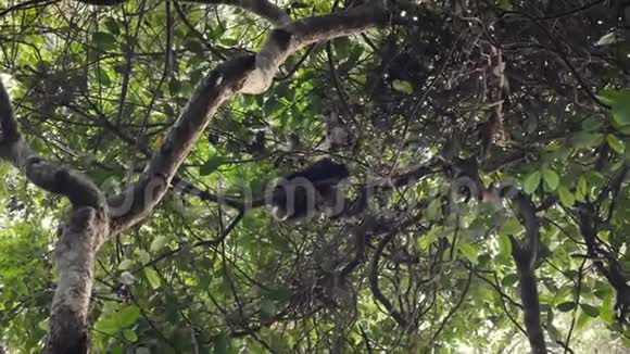 野生猴子黑猩猩在非洲热带森林的藤蔓和枝条上称重视频的预览图