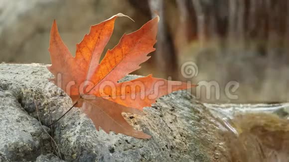 阳光明媚的一天橙色的秋叶躺在瀑布附近的石头上视频的预览图