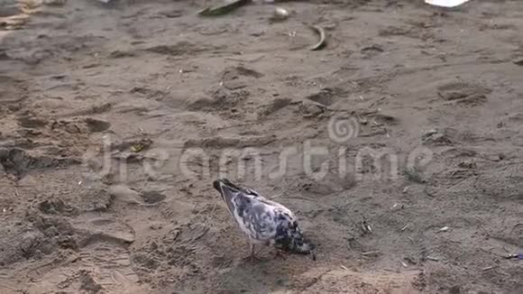 在海滩上特写一只鸽子那里有很多垃圾环境污染视频的预览图