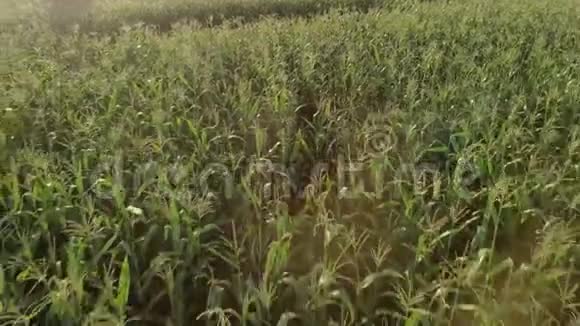 飞过一片绿色的玉米地农业景观视频的预览图