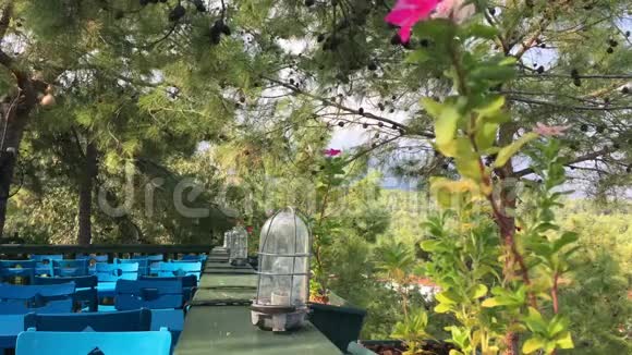 在松树中的天然餐厅视频的预览图