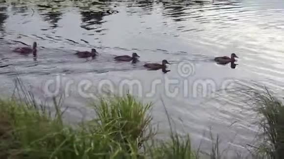 鸭子和小鸭子漂浮在河上视频的预览图