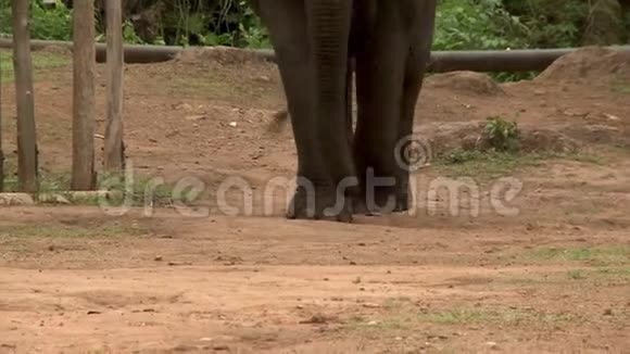 一头大象背着饲养员站着视频的预览图