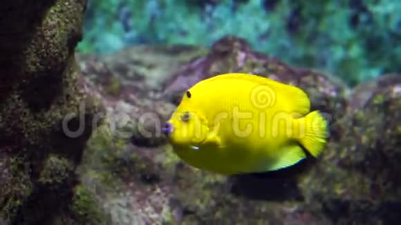 特写三锅天使鱼在水下游泳大的有活力的黄鱼热带水族馆宠物视频的预览图