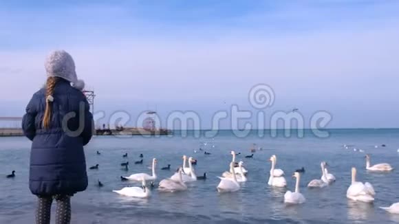 小女孩正在海边喂一群白色天鹅冬天后景视频的预览图