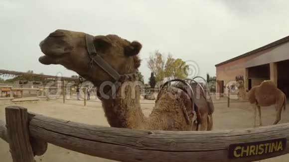 骆驼咀嚼手持射击视频的预览图