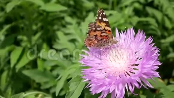 蝴蝶在花上棕色的花在自然栖息地视频的预览图
