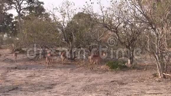 博茨瓦纳莫雷米狩猎保护区布什的黑斑羚视频的预览图