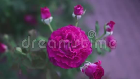 花园里盛开的玫瑰花视频的预览图