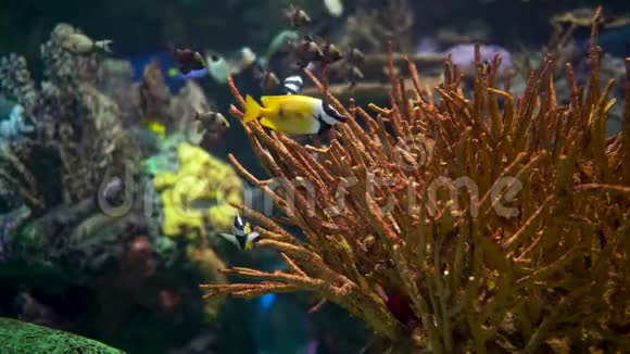 热带鱼类接近黑色条纹的黄鱼视频的预览图