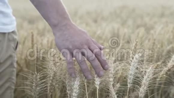 一个触摸着金色麦穗的人的特写镜头视频的预览图
