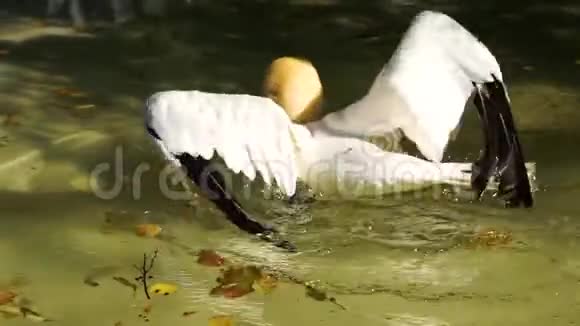 北部甘尼特洗澡沿海鸟在水中拍打翅膀普通水鸟从大西洋海岸来视频的预览图