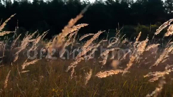 清晨的阳光照耀着秋晓在野草的黄色小穗上视频的预览图
