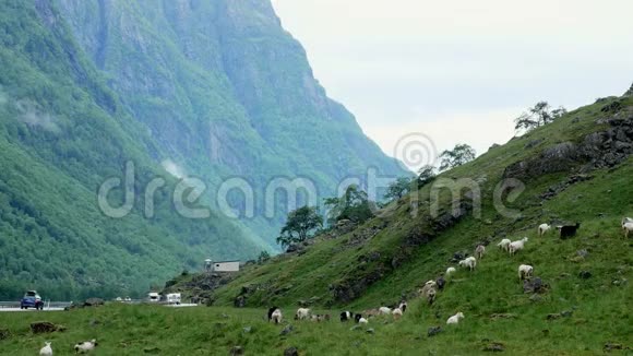 一群棕色白色和黑色的山羊在公路附近的一片山坡的绿草上自由放牧视频的预览图