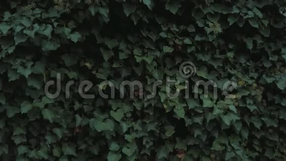 欧洲常青藤黑德拉螺旋的叶子和花秋天倾斜向上拍摄视频的预览图