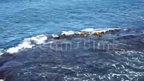 南大洋上的岩石和海藻视频的预览图