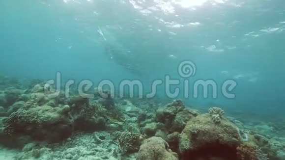 水下一群小鱼在海里一起游泳视频的预览图