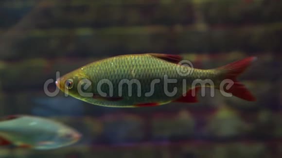 欧亚大陆的一种普通蟑螂淡水鱼类的特写视频的预览图