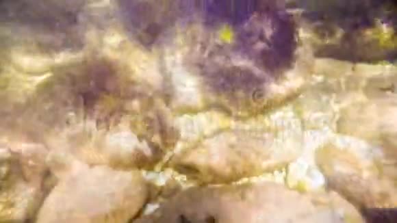 水下的海底视频的预览图