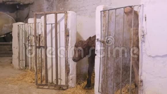 刚出生的小牛在马厩里视频的预览图