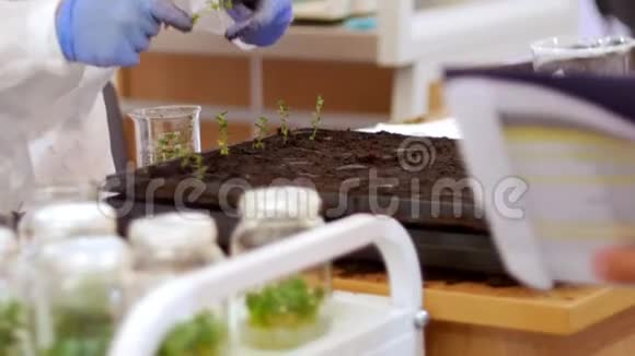 生物技术和基因工程一个工人把这些小植物与地面结合在一个特殊的细胞中视频的预览图