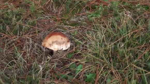 绿草中的单生棕色蘑菇布满红干松针视频的预览图