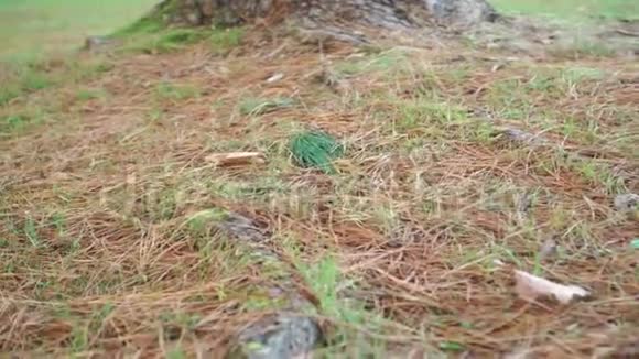 松根散布着干红绿针和针叶树树干特写绿色的草视频的预览图